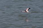 Flamingo, Arusha Nationalpark, Tansania