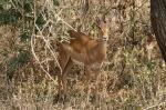 Christian Antilope, Manyara-NP, Tansania