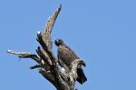 Raubvogel, Manyara-NP, Tansania