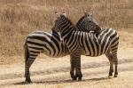 Zebras