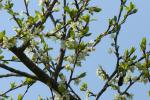 Apfelbaum mit SAL 70-200 200mm 2.8 - Centercrop