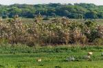 Pantanal: Waldstorchkolonie