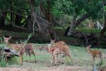 Makutsi - Tented Camp 38