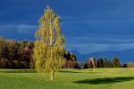 Baum im Abendlicht