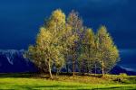 Baumgruppe im Abendlicht