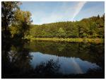 Weiher im Wald