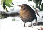 Amsel 2