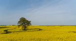 Baum im Rapsfeld