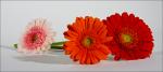 Gerbera