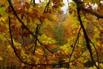 Bunter Herbst Stempfllesee (Augsburg)