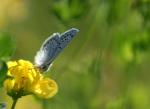 Ein blauer Schmetterling