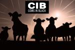 Cows in Black