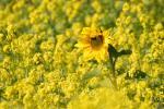 Sonnenblume im Rapsfeld