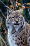 Luchs, Ausschnitt