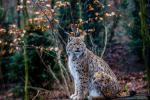 Luchs