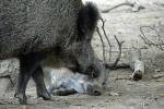 Wildschweine