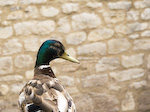 Geändert