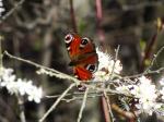 Schmetterling