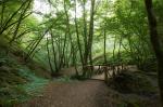 Brücke im Wald