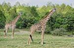 Giraffen II, Arusha Nationalpark, Tansania