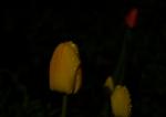 Regentropfen auf Tulpen