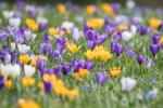 Frühling in Stuttgart