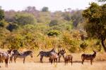 Water buck und Zebras