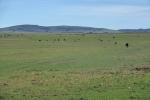 Masai Mara