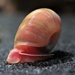 Schnecke