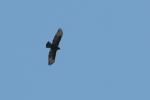 Bussard