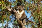 Yanchep National Park