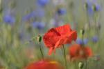 Geistlicher Mohn