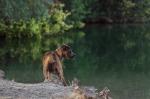 Hund am See - gedreht