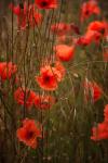 Mohn