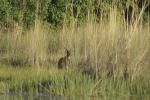 Sitatunga