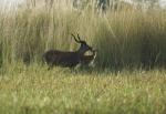 Sitatunga