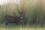 Sitatunga