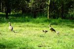 Nilgänse mit Nachwuchs