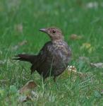 Amsel