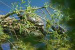 Rotwangen-Schmuckschildkröte