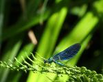 Blauflügel Prachtlibelle