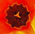 Tulpe