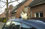 Katze auf dem "heißem"Autodach