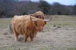 Highland Cattle