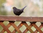 Amsel