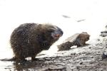 Nutria