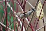 Vögel im Garten