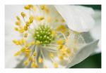 Wood anemone