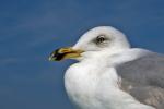 Möwe auf Strandkorb 77 - wus