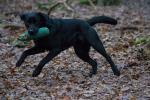 schwarzer Hund 6400 ISO wie 800 ISO entwickelt